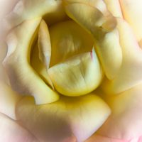 Soft Rose - Judy Lanier